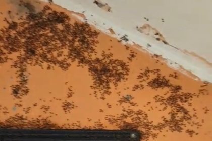 gonende-kara-sinek-istilasi