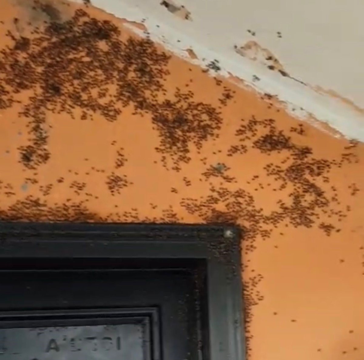 gonende-kara-sinek-istilasi