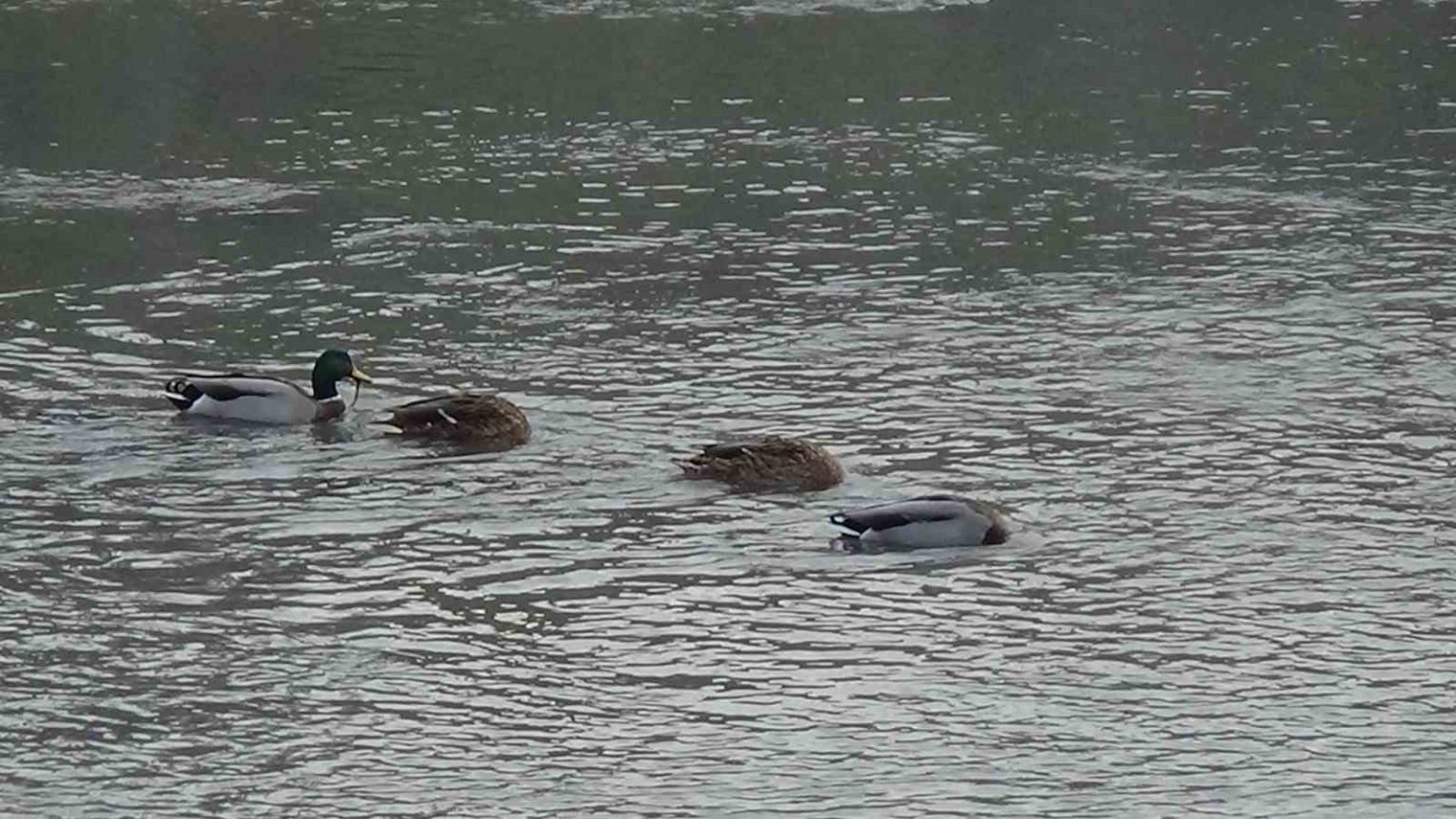 kars-cayi-yesilbas-ordeklere-ev-sahipligi-yapiyor