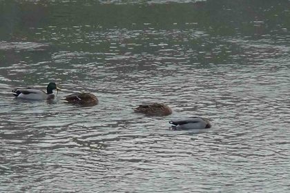 kars-cayi-yesilbas-ordeklere-ev-sahipligi-yapiyor