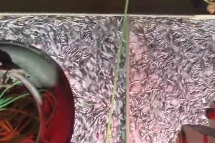 marmarada-bereketli-av-bin-kasa-hamsi-bin-kasa-sardalya-avlandi