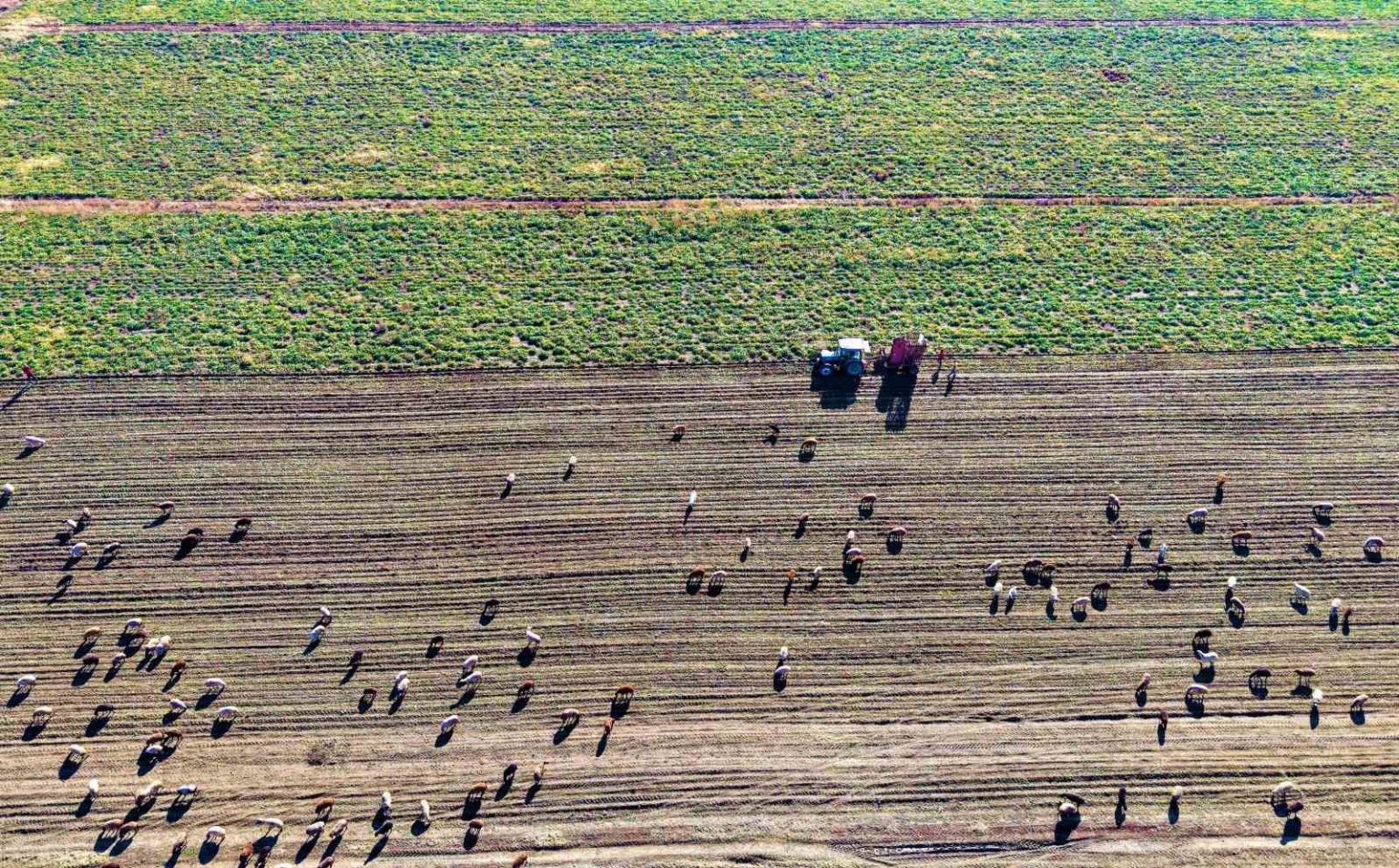 mus-ovasinda-tatli-hasat-devam-ediyor
