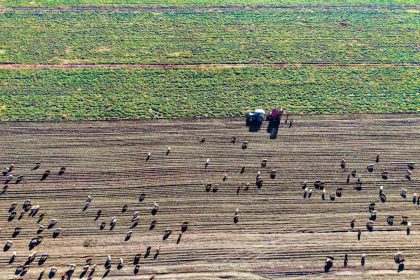 mus-ovasinda-tatli-hasat-devam-ediyor