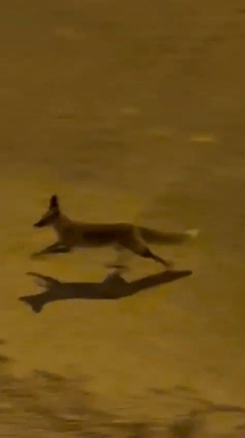 sanliurfada-ac-tilki-kent-merkezine-indi