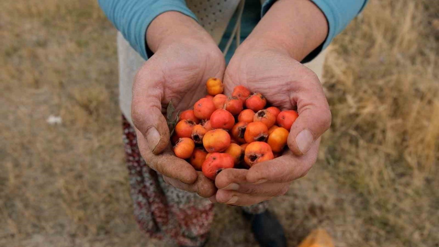 tatvanda-alic-hasadi