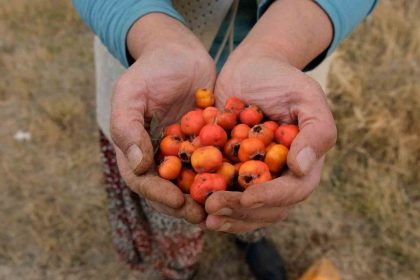 tatvanda-alic-hasadi