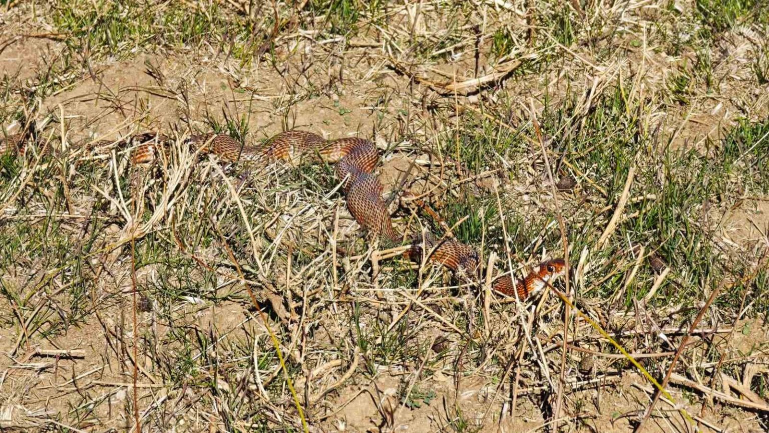 tatvanda-nadir-gorulen-kirmizi-yilan-goruntulendi