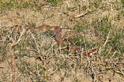 tatvanda-nadir-gorulen-kirmizi-yilan-goruntulendi