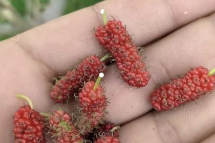 tuncelide-dut-agaci-mevsimi-sasirdi-ikinci-kez-meyve-verdi