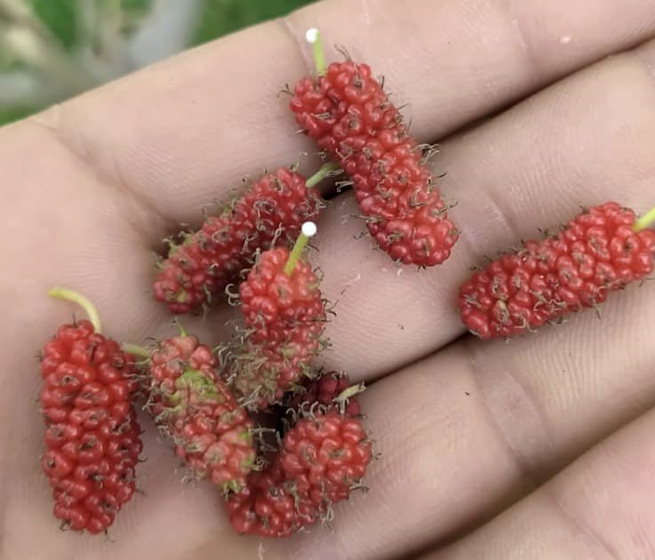 tuncelide-dut-agaci-mevsimi-sasirdi-ikinci-kez-meyve-verdi