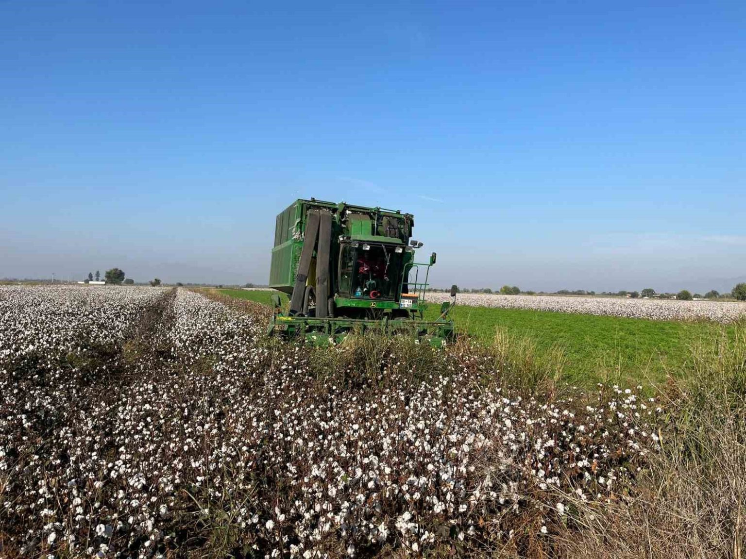 yagislar-pamugu-etkiledi