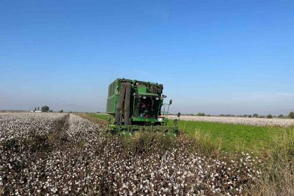 yagislar-pamugu-etkiledi