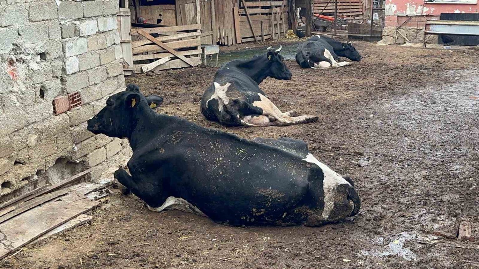 8-buzagimizi-sapa-verdik