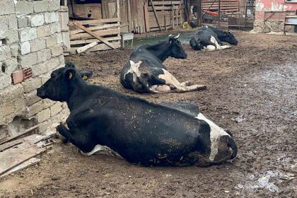 8-buzagimizi-sapa-verdik