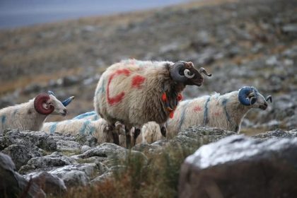 arpacayda-koc-katimi