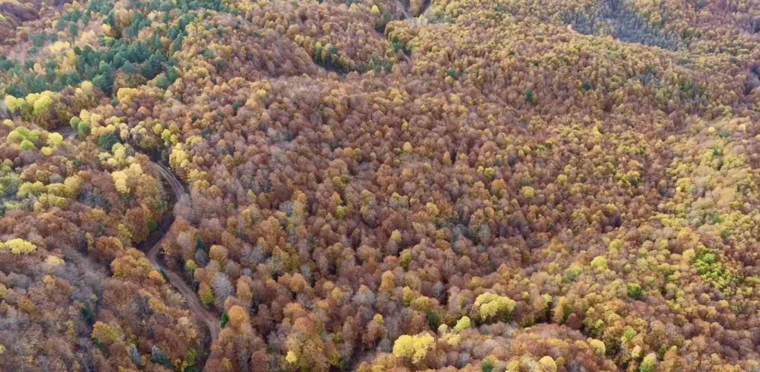 boluda-ormanlik-alanlarda-sonbahar-guzelligi