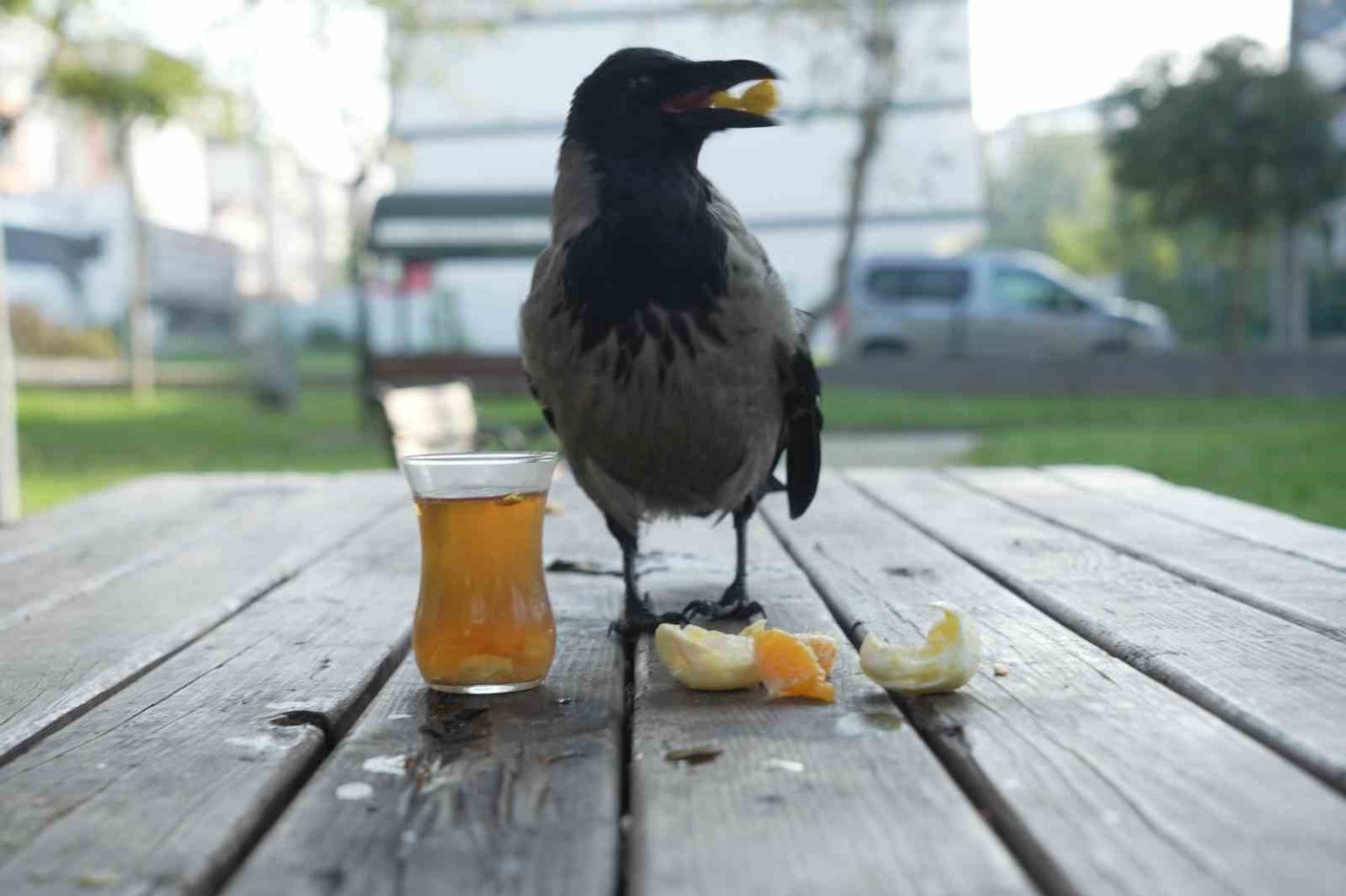 bu-karga-cay-icip-rize-helvasi-yiyor-organik-gidalari-seviyor
