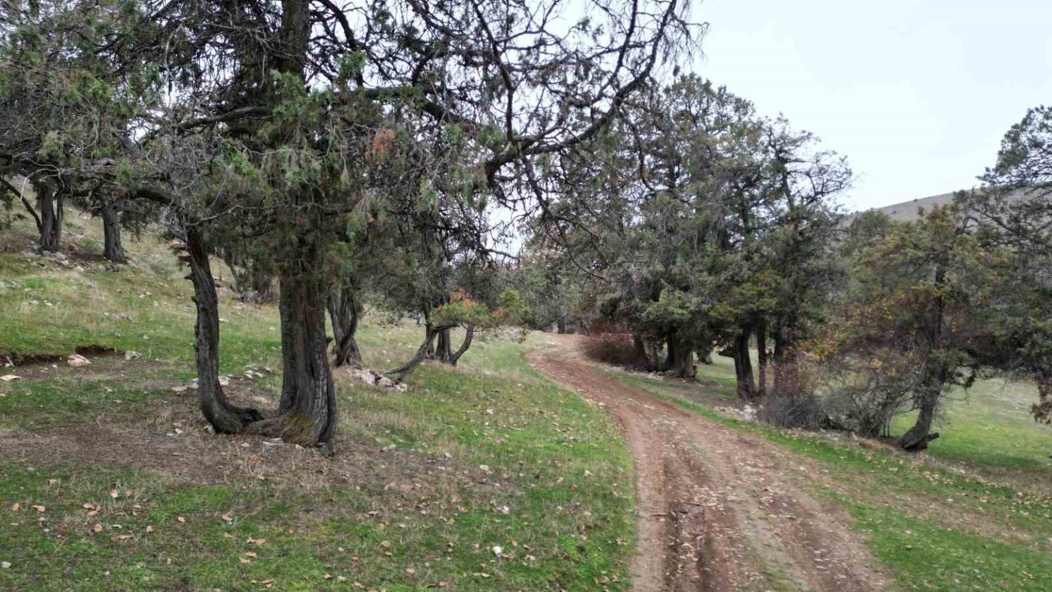 bu-ormana-asirlardir-balta-girmiyor-kuruyup-yikilan-agaclarda-ormanda-birakiliyor