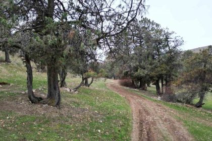 bu-ormana-asirlardir-balta-girmiyor-kuruyup-yikilan-agaclarda-ormanda-birakiliyor