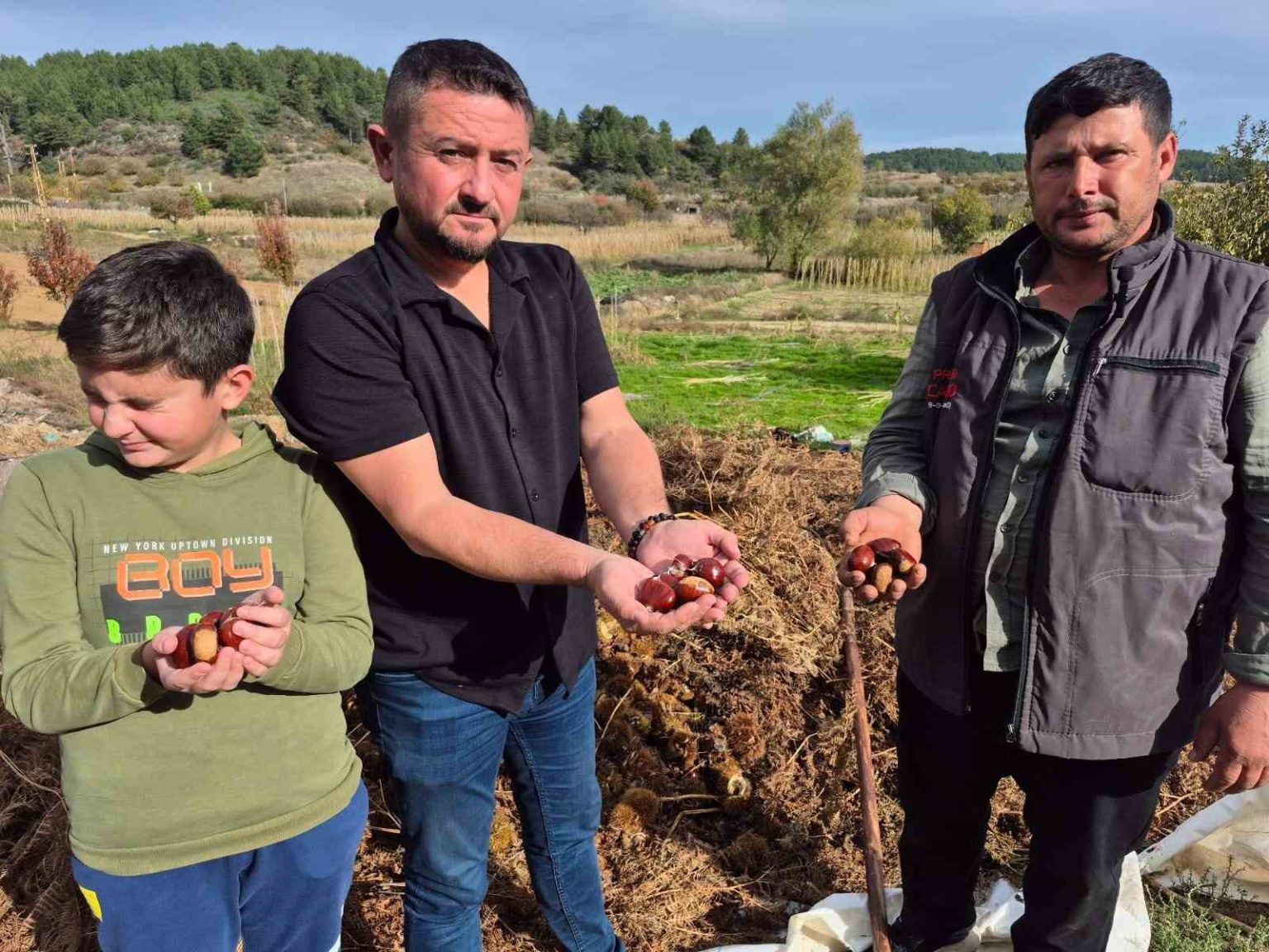 buldanin-tescilli-kestanesinde-hasat-zamani