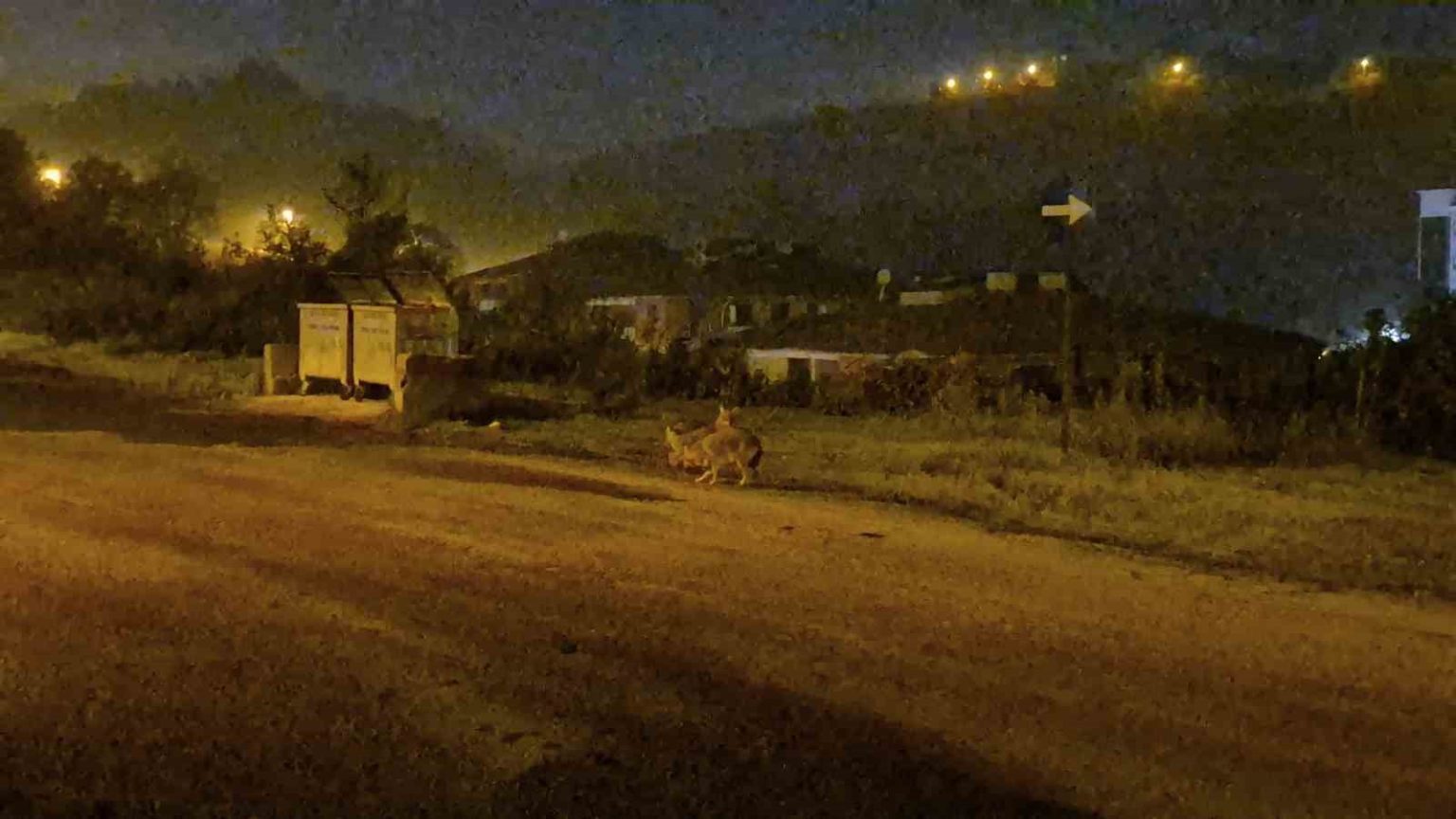 cakallar-bartin-sehir-merkezini-mesken-tuttu