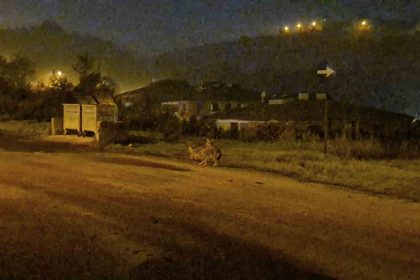 cakallar-bartin-sehir-merkezini-mesken-tuttu