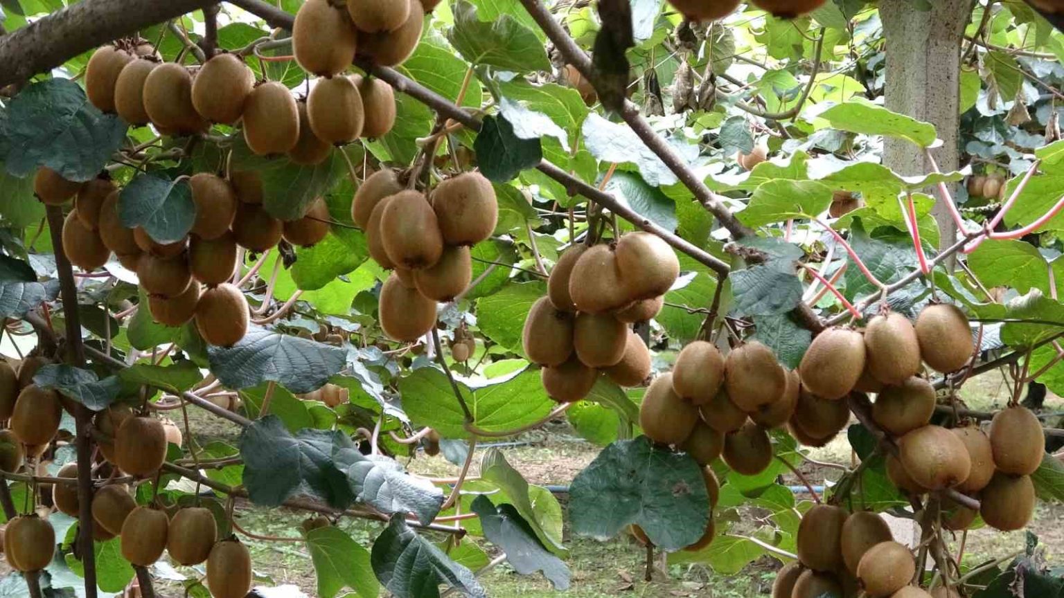 carsambada-kivi-hasadi-basladi-hedef-turkiye-birinciligi