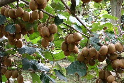 carsambada-kivi-hasadi-basladi-hedef-turkiye-birinciligi