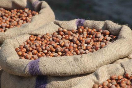 findik-ureticilerinden-ferreroya-manipulasyon-tepkisi-amac-ureticiyi-panikletip-ucuza-findik-almak