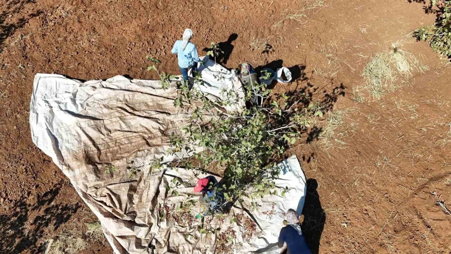 idilde-fistik-hasadi-basladi