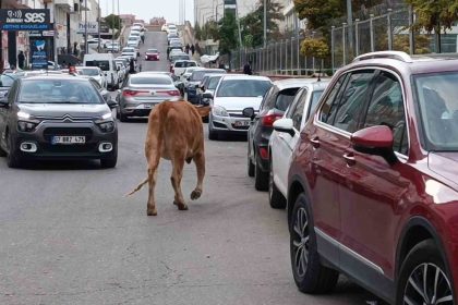 inekler-sehre-indi-trafikte-ilginc-goruntuler-olustu