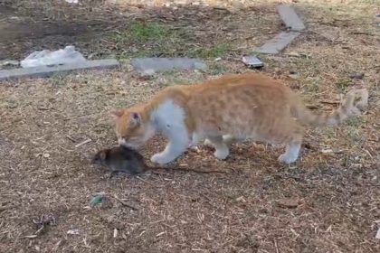 kedi-ile-farenin-dostlugu-sasirtti