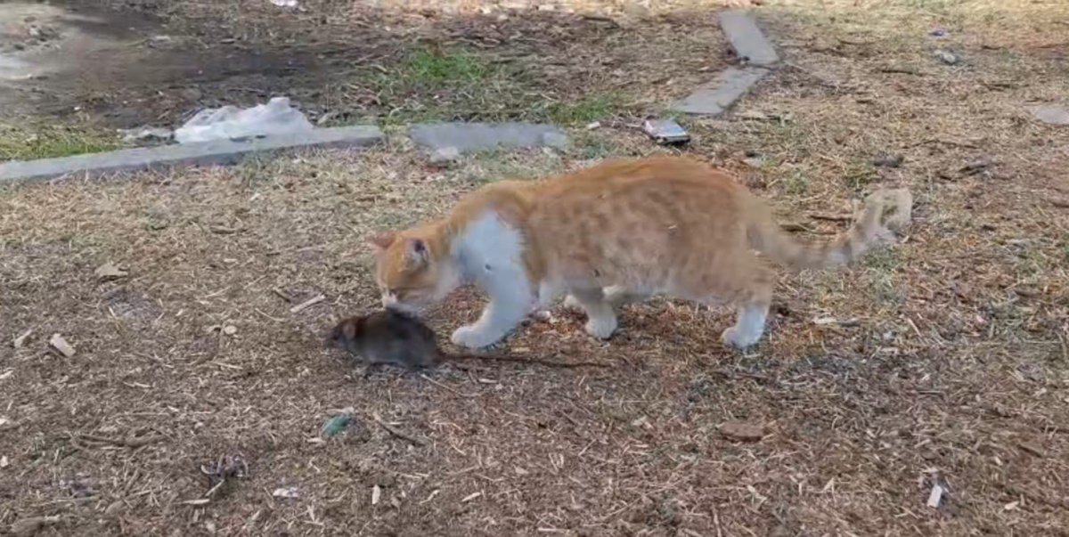 kedi-ile-farenin-dostlugu-sasirtti