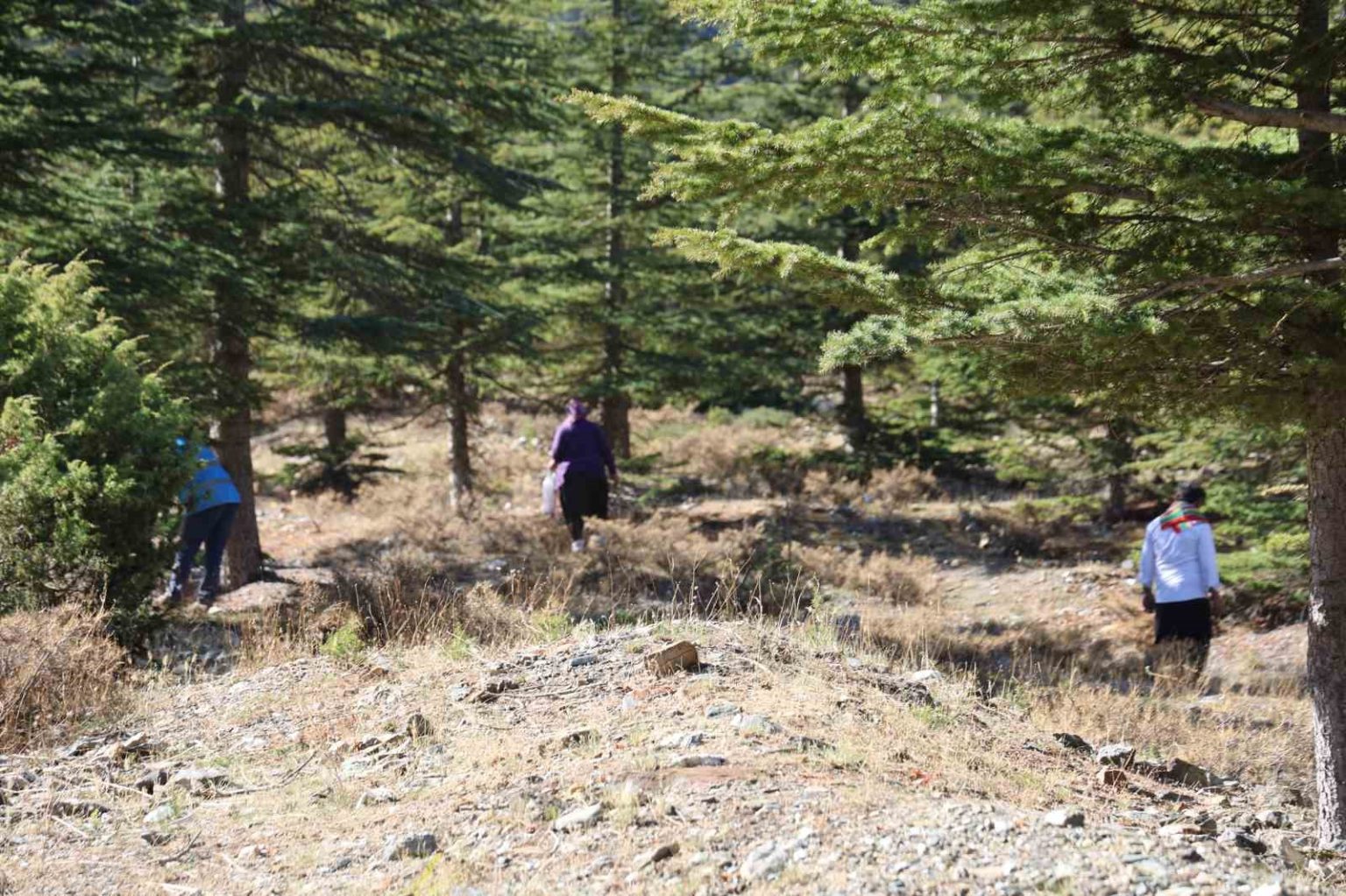 kilosu-etle-yarisiyor-japonlarin-gozdesi-sedir-mantari-cikti