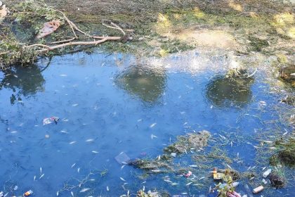 kuraklik-ve-kirlilik-nedeniyle-sulama-kanalindaki-yuzlerce-balik-telef-oldu