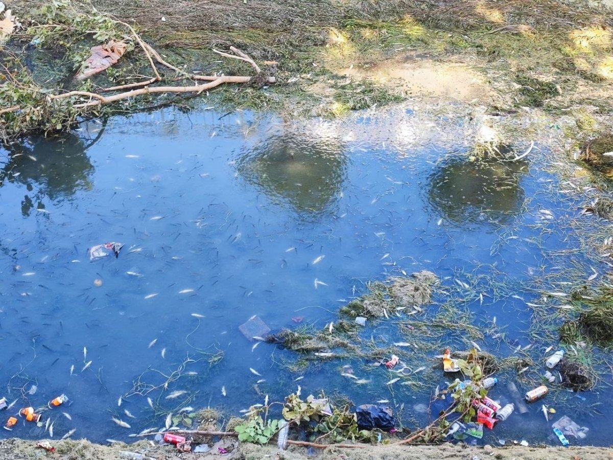 kuraklik-ve-kirlilik-nedeniyle-sulama-kanalindaki-yuzlerce-balik-telef-oldu