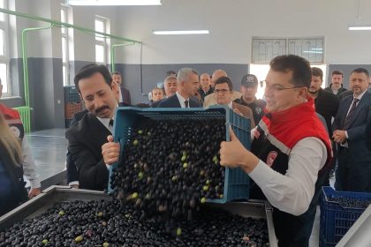 sarkoyde-zeytin-hasadi-yapildi