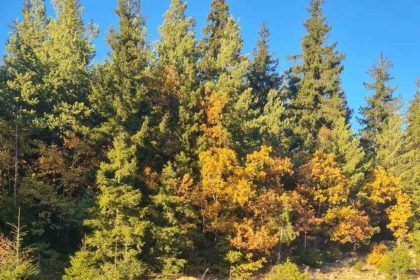 savsatta-ormanda-kaybolan-85-yasindaki-kadin-bulundu