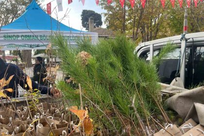 sinopta-vatandaslara-fidan-dagitildi