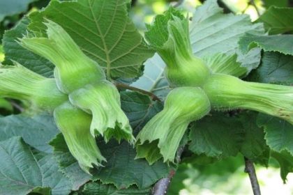 ab-ulkelerine-15-bin-760-ton-findik-gonderildi