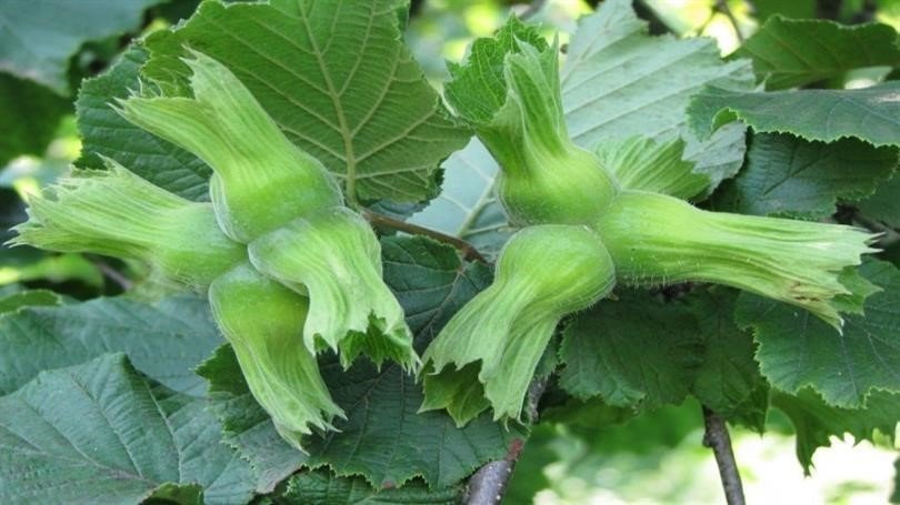 ab-ulkelerine-15-bin-760-ton-findik-gonderildi