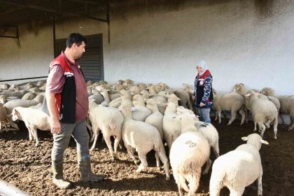 aliagada-hibe-koyun-ve-koclar-ureticilere-teslim-edildi