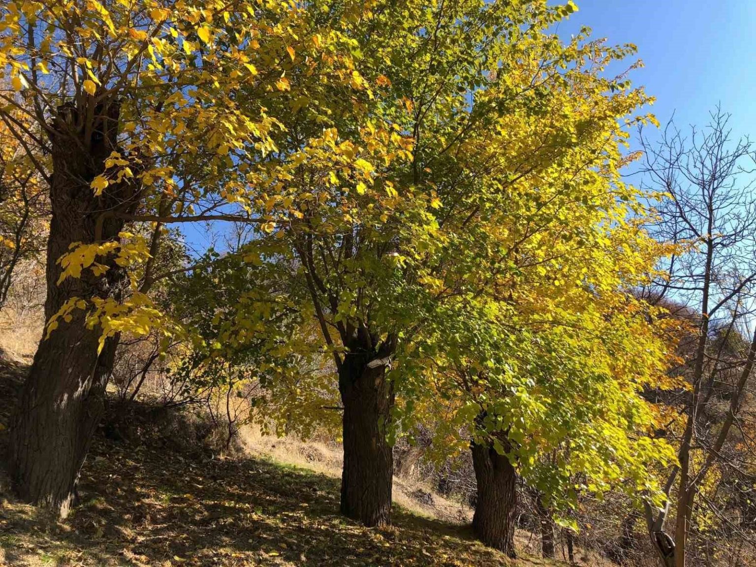arapgirde-sonbahar-dogal-guzelligiyle-gorenleri-hayran-biraktiriyor