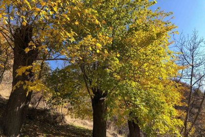 arapgirde-sonbahar-dogal-guzelligiyle-gorenleri-hayran-biraktiriyor
