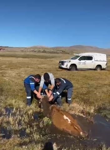 batakliga-saplanan-inek-kurtarildi