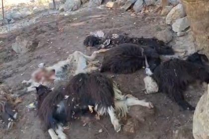 batmanda-kurt-saldirisinda-10-keci-telef-oldu-10nu-da-yaralandi