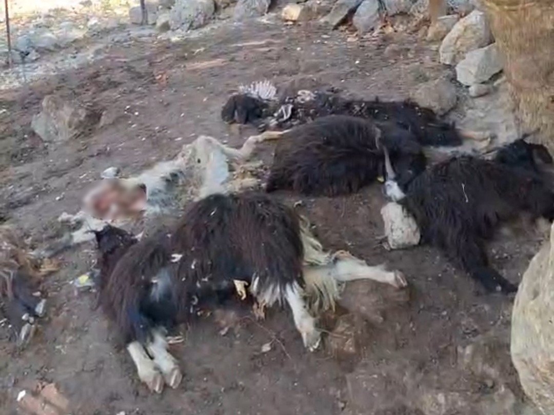 batmanda-kurt-saldirisinda-10-keci-telef-oldu-10nu-da-yaralandi