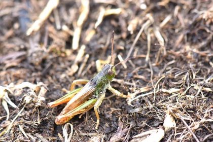bilim-insanlari-yeni-bir-cekirge-cinsi-kesfetti