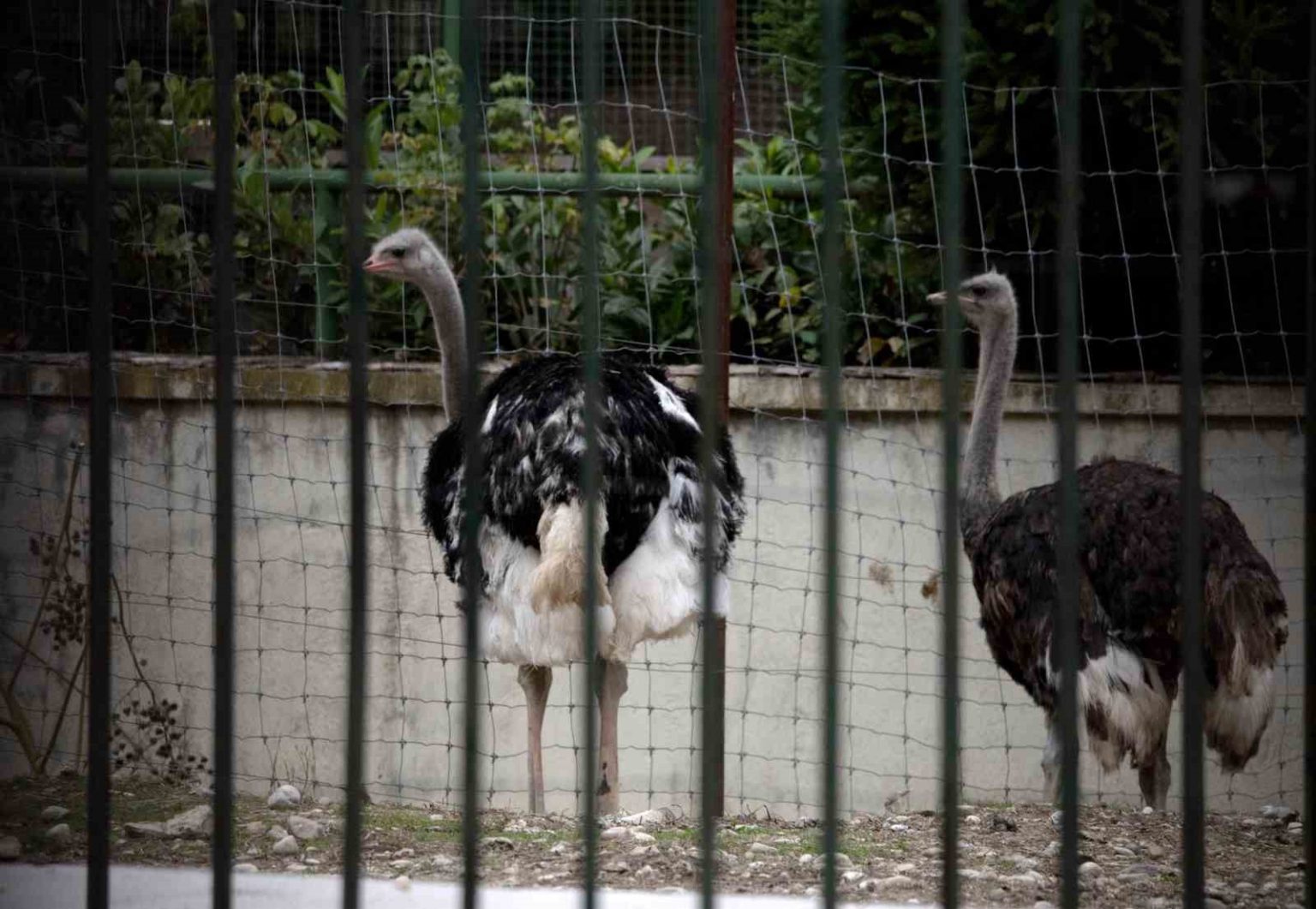 ispanyada-kus-gribi-alarmi-yuksek-riskli-bolgelerde-kumes-hayvanlari-kapali-tutulacak