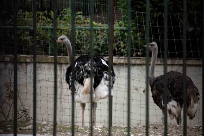 ispanyada-kus-gribi-alarmi-yuksek-riskli-bolgelerde-kumes-hayvanlari-kapali-tutulacak